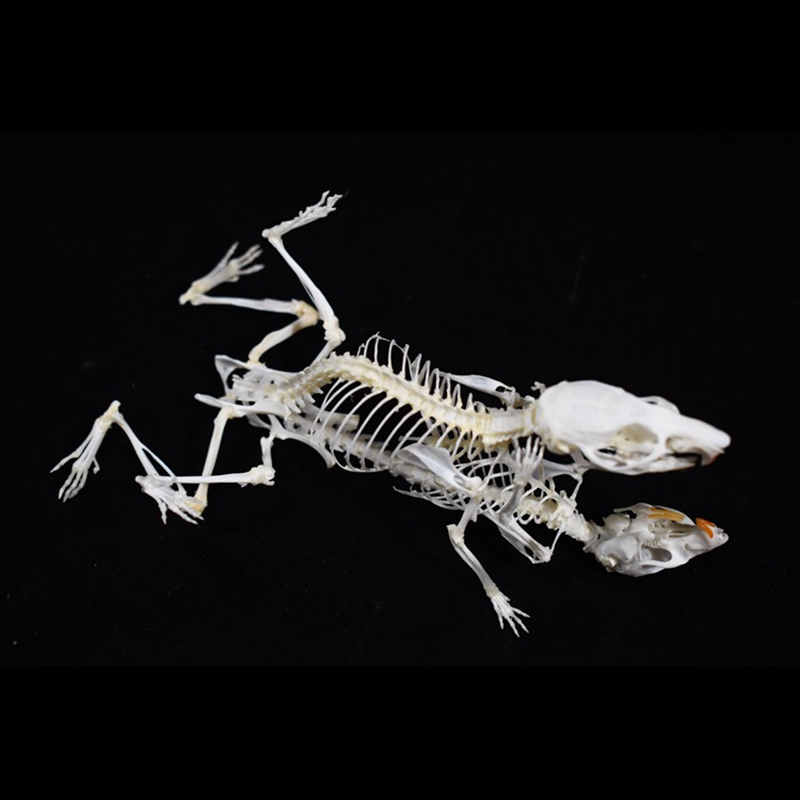 2029 Taxidermy Dual Rodent Skeletal Allegory Gothic Amor Display Victorian Osteology Bone Configuration Replica Companion Mouse Ossuary
