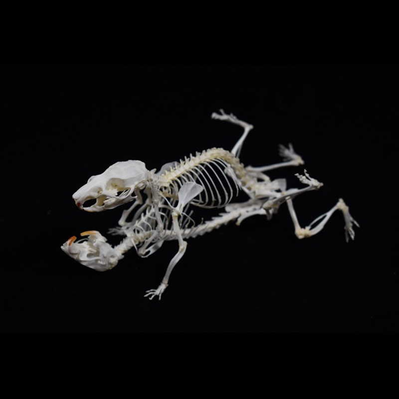 2029 Taxidermy Dual Rodent Skeletal Allegory Gothic Amor Display Victorian Osteology Bone Configuration Replica Companion Mouse Ossuary