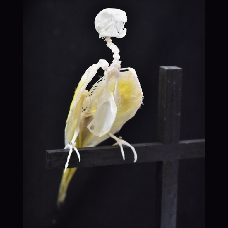 2007 Handmade Bird Bone Taxidermy Crucifix Artifice Vintage Curiosity Display Gothic Spiritual Symbol Wall Hanging NonOrganic Craft Decor