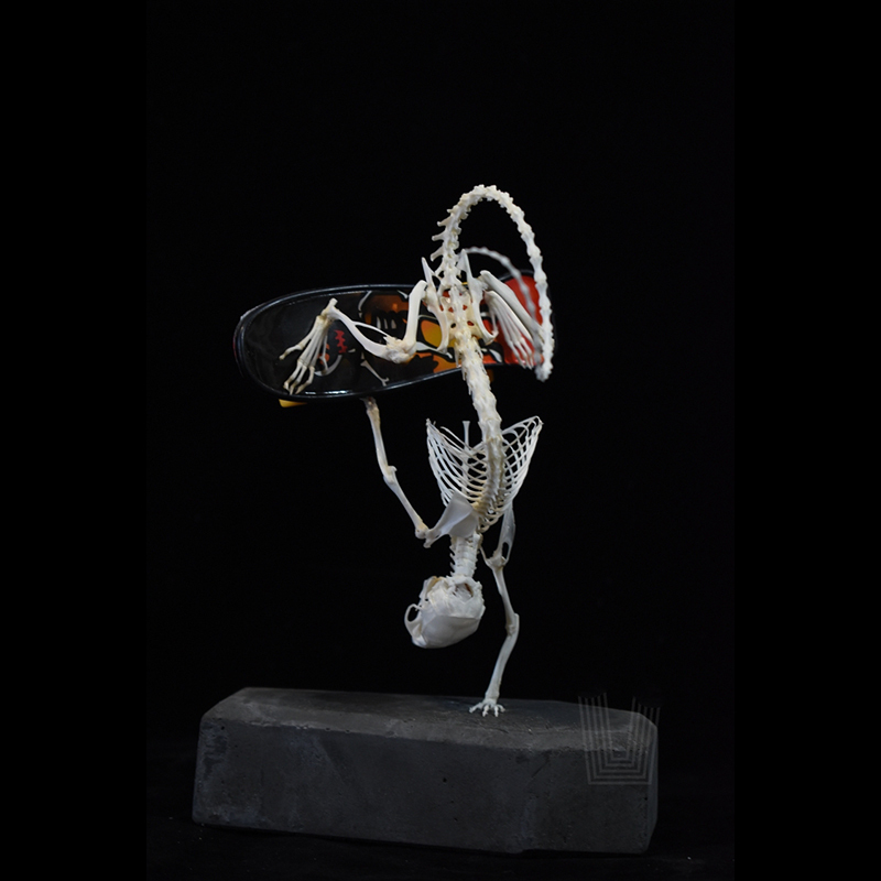 2037 Rodent Skeletal Art Gothic Urban Relic Articulated Bone Dynamics Biomechanics Shadowbox Artisan Steampunk Mouse