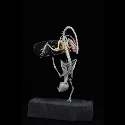 2037 Rodent Skeletal Art Gothic Urban Relic Articulated Bone Dynamics Biomechanics Shadowbox Artisan Steampunk Mouse