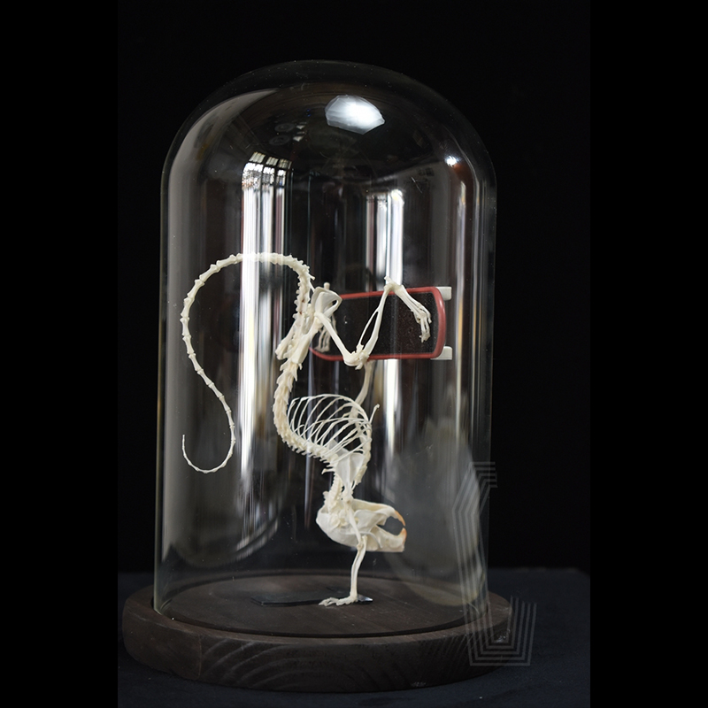 2037 Rodent Skeletal Art Gothic Urban Relic Articulated Bone Dynamics Biomechanics Shadowbox Artisan Steampunk Mouse