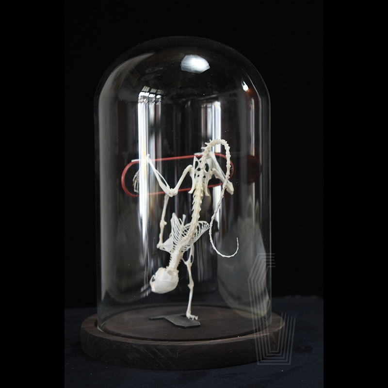2037 Rodent Skeletal Art Gothic Urban Relic Articulated Bone Dynamics Biomechanics Shadowbox Artisan Steampunk Mouse