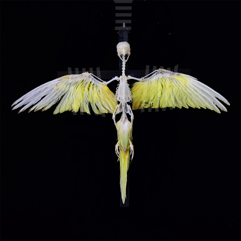 2026 Taxidermy Avian Cruciform Skeletal Art Gothic Reliquary Display Bone Configuration Victorian Ornithology Ecclesiastical Bird
