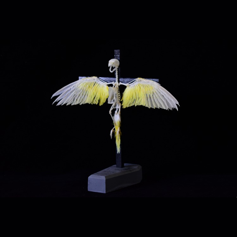 2026 Taxidermy Avian Cruciform Skeletal Art Gothic Reliquary Display Bone Configuration Victorian Ornithology Ecclesiastical Bird