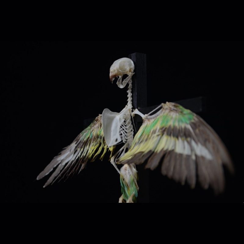2026 Taxidermy Avian Cruciform Skeletal Art Gothic Reliquary Display Bone Configuration Victorian Ornithology Ecclesiastical Bird