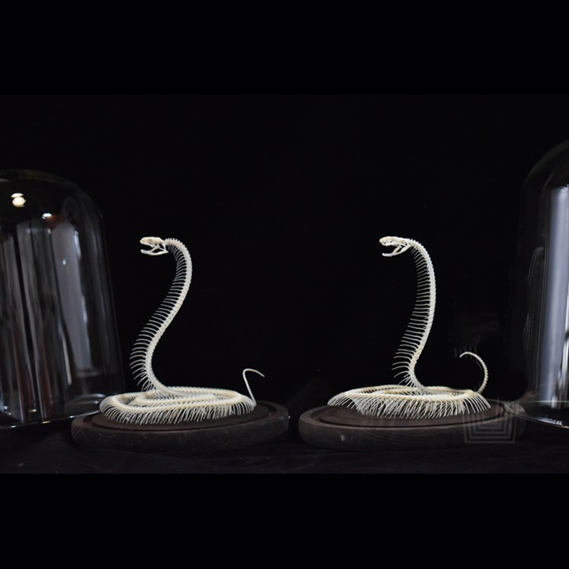 2034 Ascending Serpent Bone Vitrine Occult Zoology Display Mythical Vertebrae Hand Crafted Helical Serpentine Ossuary Art