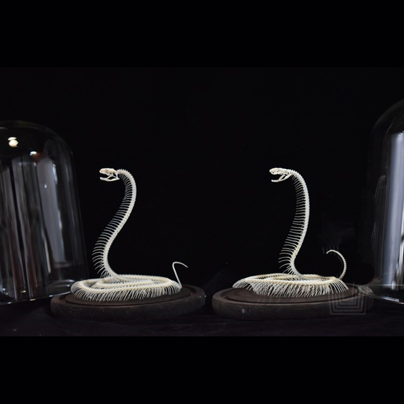 2034 Ascending Serpent Bone Vitrine Occult Zoology Display Mythical Vertebrae Hand Crafted Helical Serpentine Ossuary Art