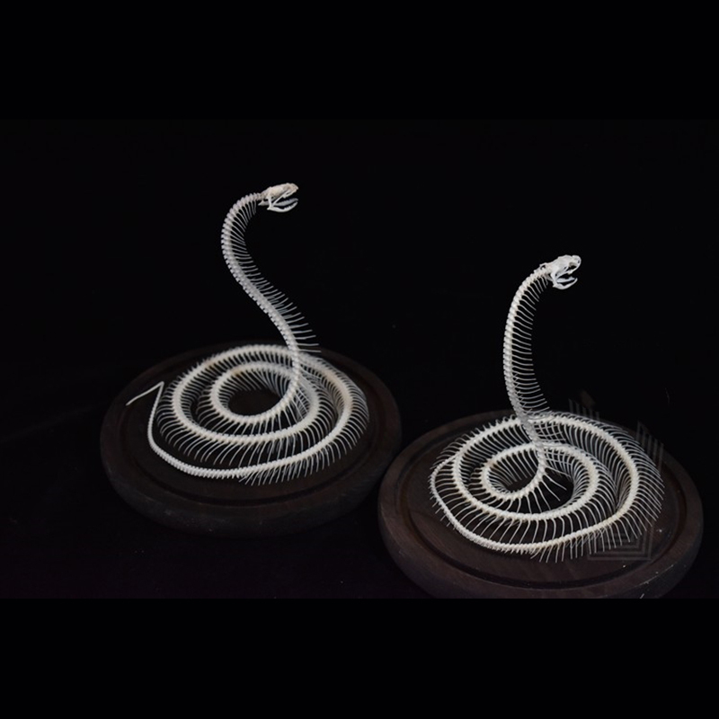 2034 Ascending Serpent Bone Vitrine Occult Zoology Display Mythical Vertebrae Hand Crafted Helical Serpentine Ossuary Art