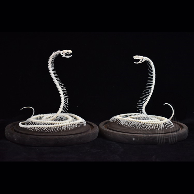 2034 Ascending Serpent Bone Vitrine Occult Zoology Display Mythical Vertebrae Hand Crafted Helical Serpentine Ossuary Art