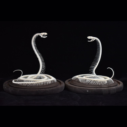 2034 Ascending Serpent Bone Vitrine Occult Zoology Display Mythical Vertebrae Hand Crafted Helical Serpentine Ossuary Art