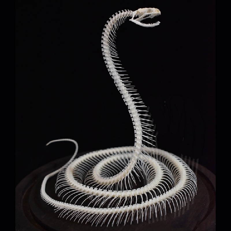 2034 Ascending Serpent Bone Vitrine Occult Zoology Display Mythical Vertebrae Hand Crafted Helical Serpentine Ossuary Art