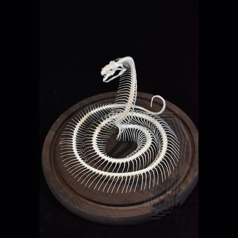 2034 Ascending Serpent Bone Vitrine Occult Zoology Display Mythical Vertebrae Hand Crafted Helical Serpentine Ossuary Art