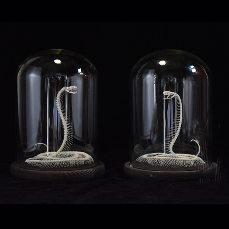 2034 Ascending Serpent Bone Vitrine Occult Zoology Display Mythical Vertebrae Hand Crafted Helical Serpentine Ossuary Art