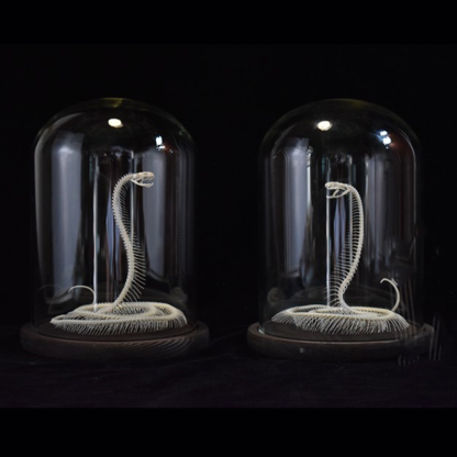 2034 Ascending Serpent Bone Vitrine Occult Zoology Display Mythical Vertebrae Hand Crafted Helical Serpentine Ossuary Art