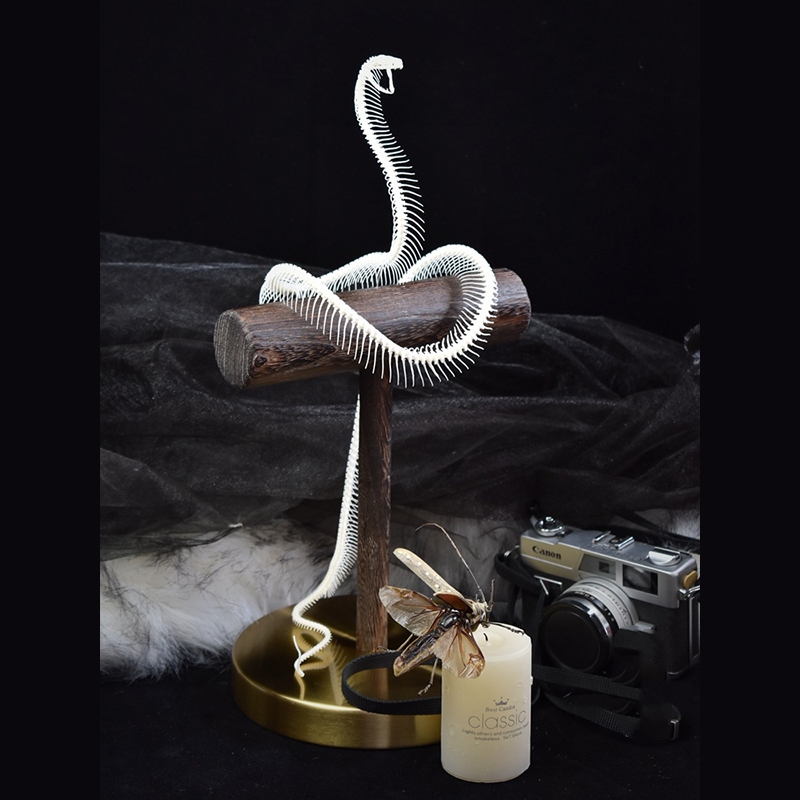 2013 Taxidermy Serpentine Skeletal Sculpture Wooden Stand Display Gothic Cabinet Curio Mystical Reptile Bone Artifact Anatomical Crafted