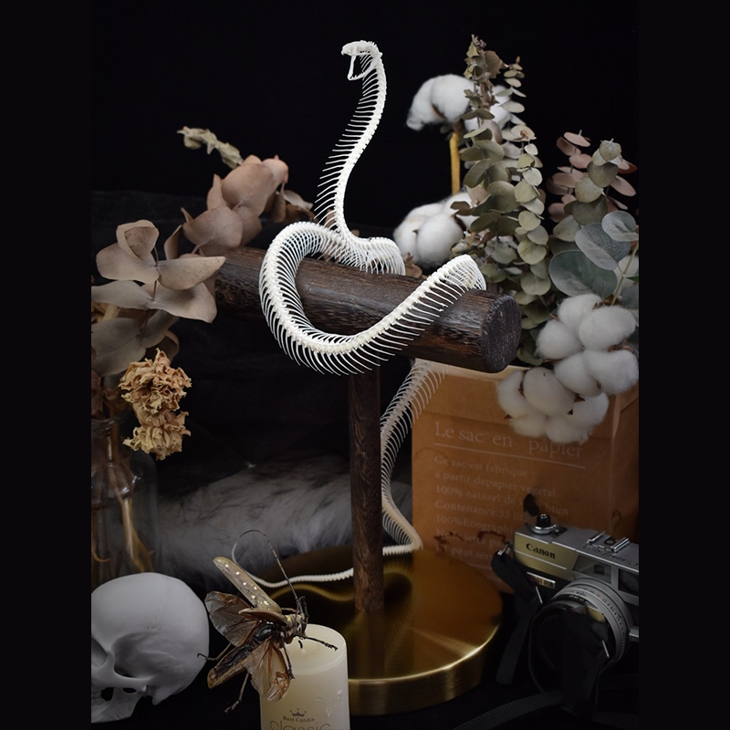 2013 Taxidermy Serpentine Skeletal Sculpture Wooden Stand Display Gothic Cabinet Curio Mystical Reptile Bone Artifact Anatomical Crafted