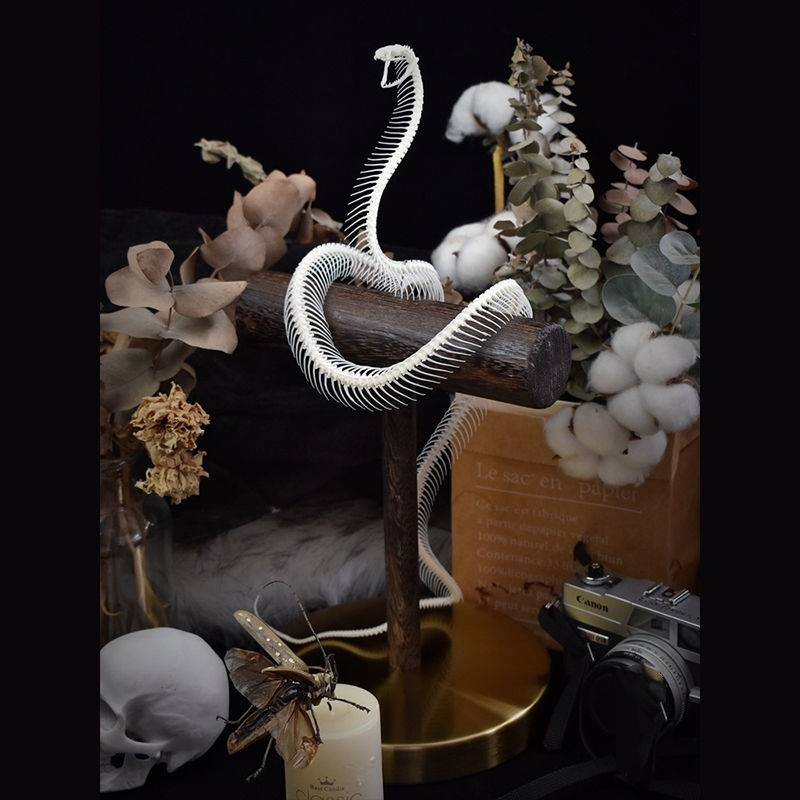 2013 Taxidermy Serpentine Skeletal Sculpture Wooden Stand Display Gothic Cabinet Curio Mystical Reptile Bone Artifact Anatomical Crafted