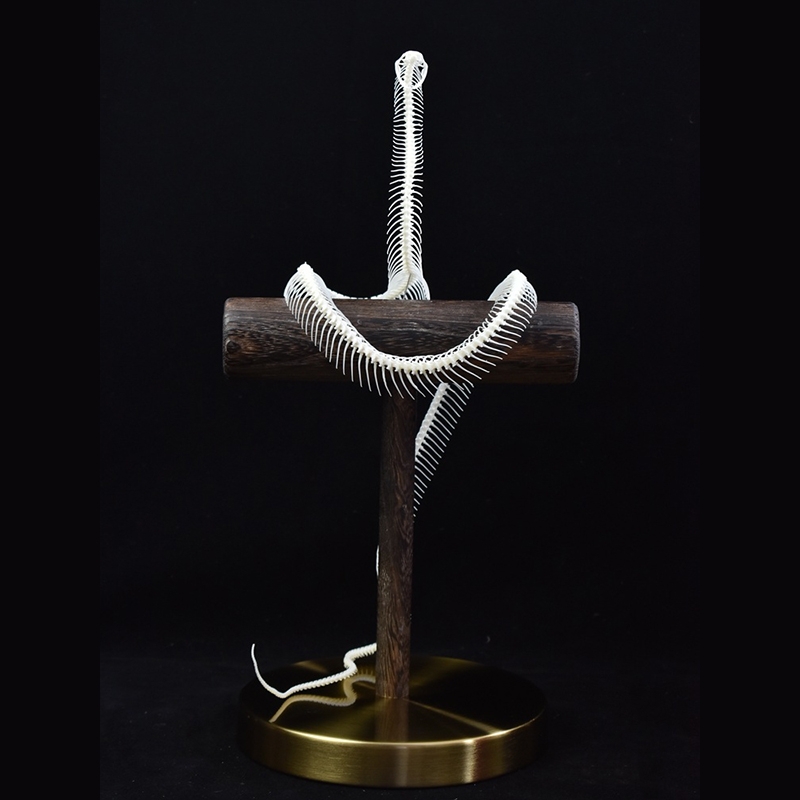 2013 Taxidermy Serpentine Skeletal Sculpture Wooden Stand Display Gothic Cabinet Curio Mystical Reptile Bone Artifact Anatomical Crafted