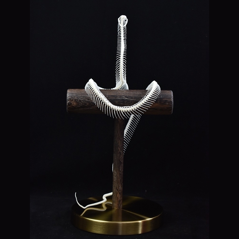 2013 Taxidermy Serpentine Skeletal Sculpture Wooden Stand Display Gothic Cabinet Curio Mystical Reptile Bone Artifact Anatomical Crafted