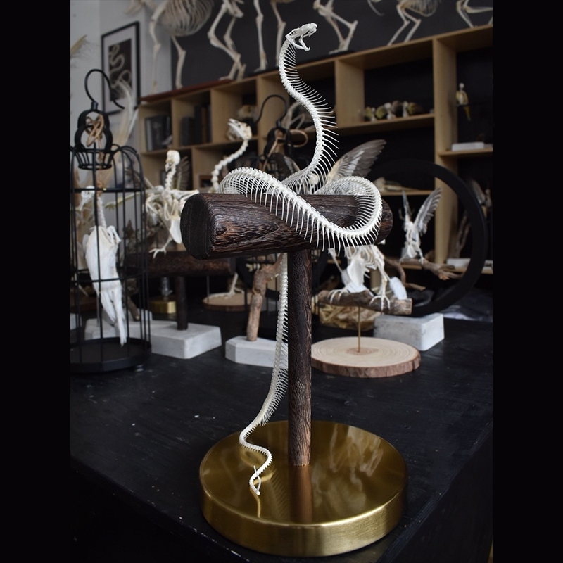2013 Taxidermy Serpentine Skeletal Sculpture Wooden Stand Display Gothic Cabinet Curio Mystical Reptile Bone Artifact Anatomical Crafted