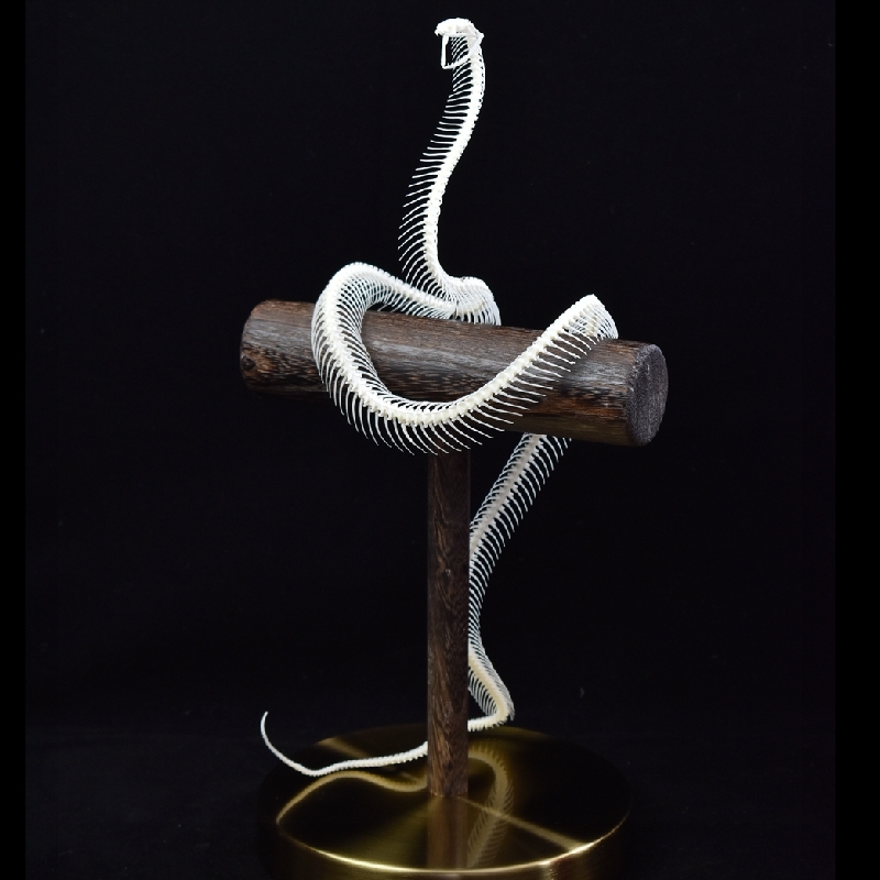 2106 Snake bone customization