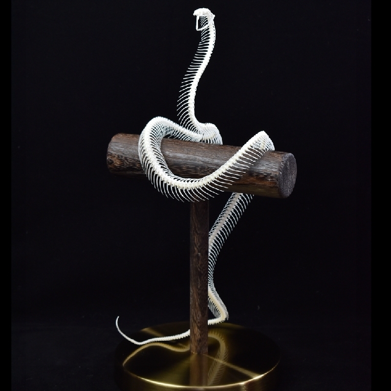 2106 Snake bone customization