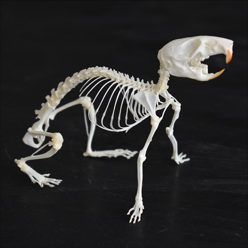 2039 Boutique series of running rat taxidermy Kinetic Cricetidae Skeletal Art Gothic Anatomy Study Articulated Bone Dynamics Biomechanics Shadowbox Artisan 