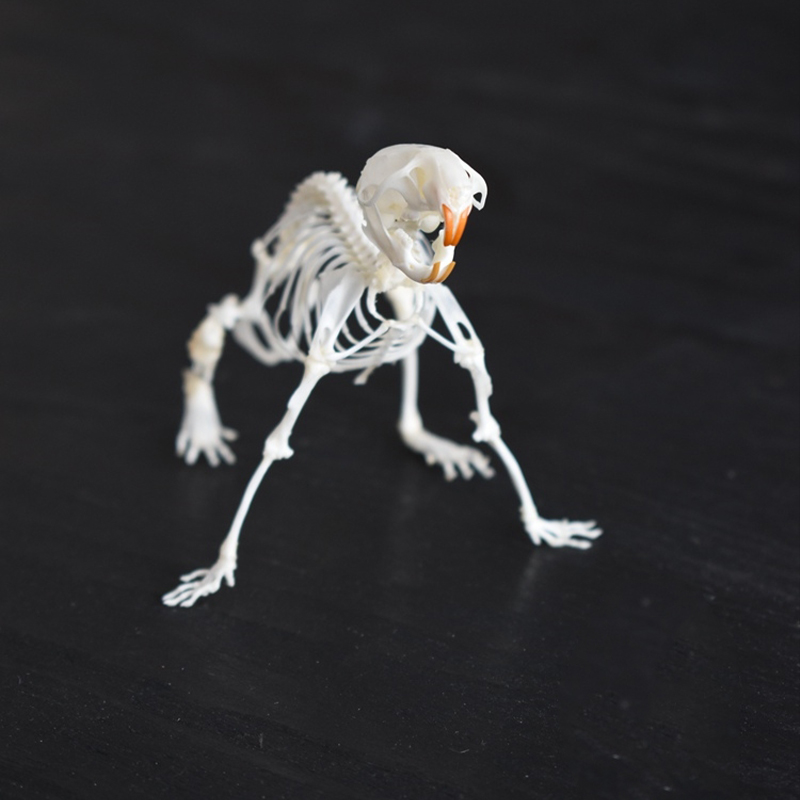 2039 Boutique series of running rat taxidermy Kinetic Cricetidae Skeletal Art Gothic Anatomy Study Articulated Bone Dynamics Biomechanics Shadowbox Artisan 