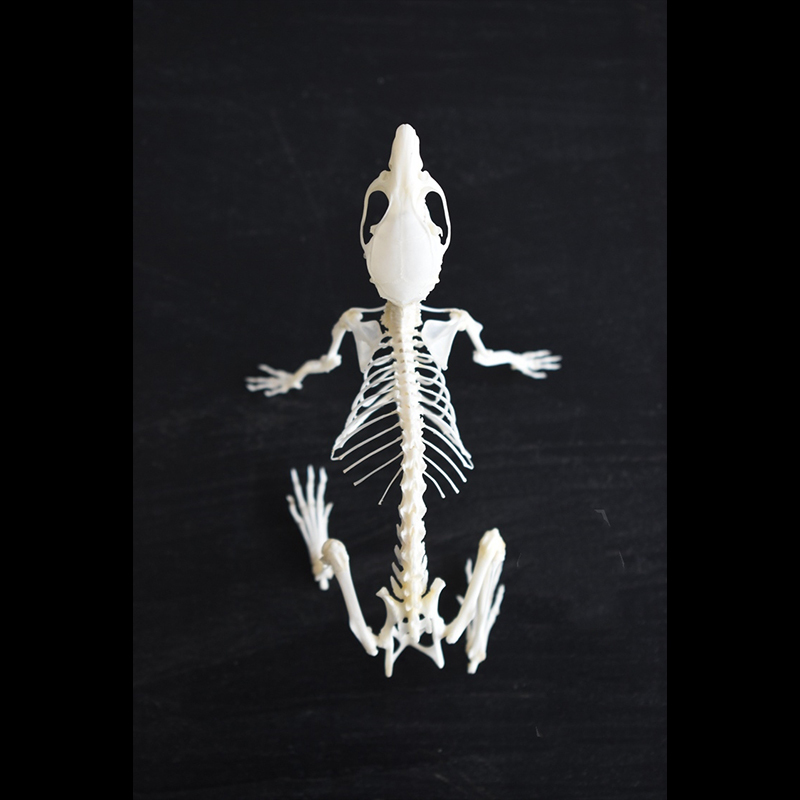 2039 Boutique series of running rat taxidermy Kinetic Cricetidae Skeletal Art Gothic Anatomy Study Articulated Bone Dynamics Biomechanics Shadowbox Artisan 
