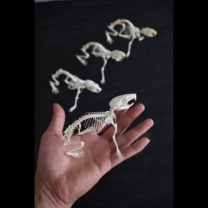 2039 Boutique series of running rat taxidermy Kinetic Cricetidae Skeletal Art Gothic Anatomy Study Articulated Bone Dynamics Biomechanics Shadowbox Artisan 