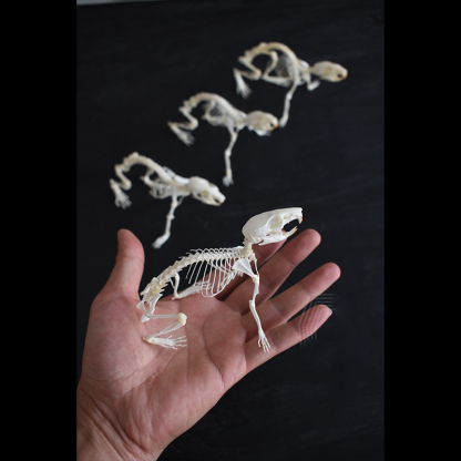 2039 Boutique series of running rat taxidermy Kinetic Cricetidae Skeletal Art Gothic Anatomy Study Articulated Bone Dynamics Biomechanics Shadowbox Artisan 