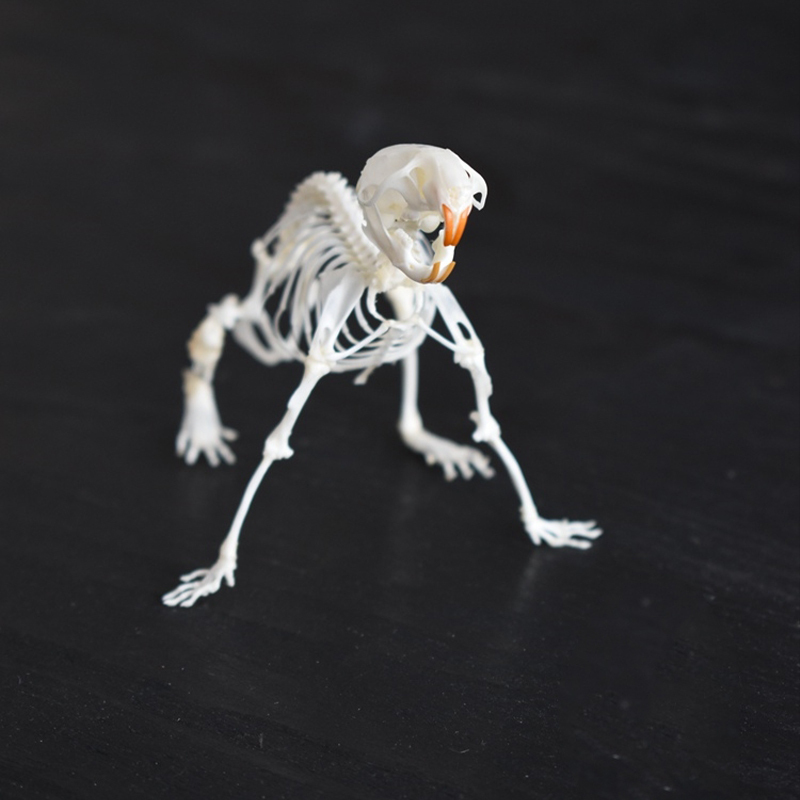 2039 Boutique series of running rat taxidermy Kinetic Cricetidae Skeletal Art Gothic Anatomy Study Articulated Bone Dynamics Biomechanics Shadowbox Artisan 