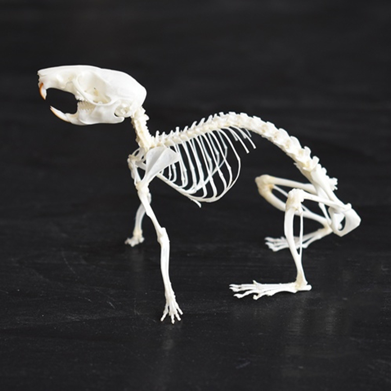 2039 Boutique series of running rat taxidermy Kinetic Cricetidae Skeletal Art Gothic Anatomy Study Articulated Bone Dynamics Biomechanics Shadowbox Artisan 