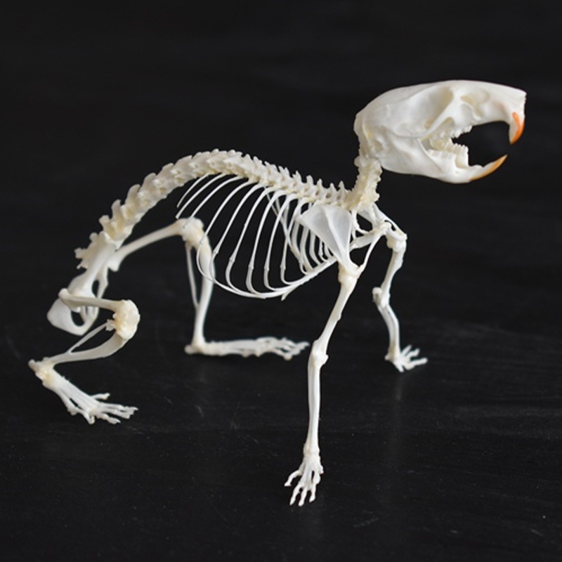 2039 Boutique series of running rat taxidermy Kinetic Cricetidae Skeletal Art Gothic Anatomy Study Articulated Bone Dynamics Biomechanics Shadowbox Artisan 