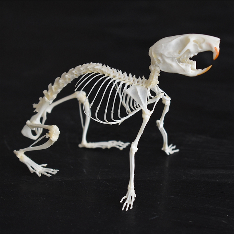 2039 Boutique series of running rat taxidermy Kinetic Cricetidae Skeletal Art Gothic Anatomy Study Articulated Bone Dynamics Biomechanics Shadowbox Artisan 