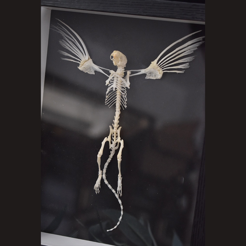 2005 Taxidermy Steampunk Mouse Skeleton Art Framed Shadowbox Fishbone Wing Flying Rodent Gothic Wall Decor Curio Cabinet Replica Oddity