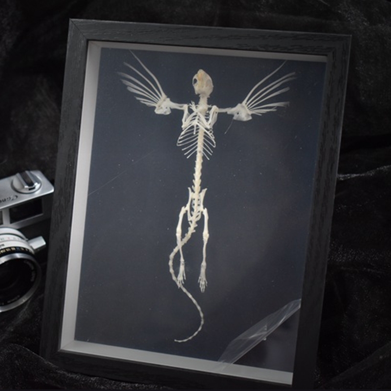 2005 Taxidermy Steampunk Mouse Skeleton Art Framed Shadowbox Fishbone Wing Flying Rodent Gothic Wall Decor Curio Cabinet Replica Oddity