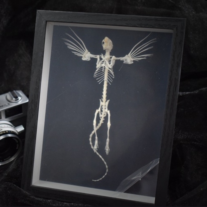 2005 Taxidermy Steampunk Mouse Skeleton Art Framed Shadowbox Fishbone Wing Flying Rodent Gothic Wall Decor Curio Cabinet Replica Oddity