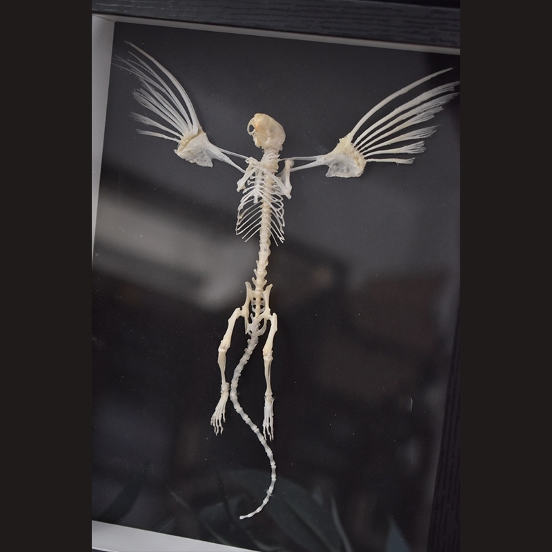 2005 Taxidermy Steampunk Mouse Skeleton Art Framed Shadowbox Fishbone Wing Flying Rodent Gothic Wall Decor Curio Cabinet Replica Oddity