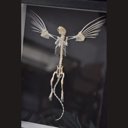 2005 Taxidermy Steampunk Mouse Skeleton Art Framed Shadowbox Fishbone Wing Flying Rodent Gothic Wall Decor Curio Cabinet Replica Oddity