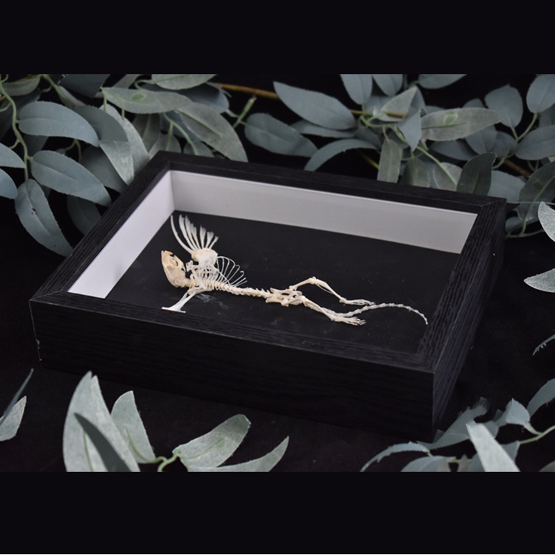 2005 Taxidermy Steampunk Mouse Skeleton Art Framed Shadowbox Fishbone Wing Flying Rodent Gothic Wall Decor Curio Cabinet Replica Oddity