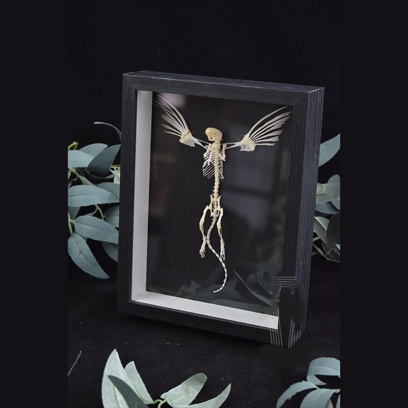 2005 Taxidermy Steampunk Mouse Skeleton Art Framed Shadowbox Fishbone Wing Flying Rodent Gothic Wall Decor Curio Cabinet Replica Oddity