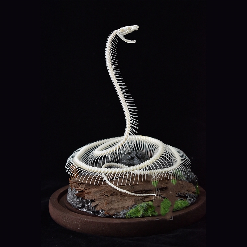 2014 Taxidermy Serpentine Skeletal Art Synthetic Landscape Display Mythical Reptile Bone Ascending Gothic Curio Cabinet Artisan Replica