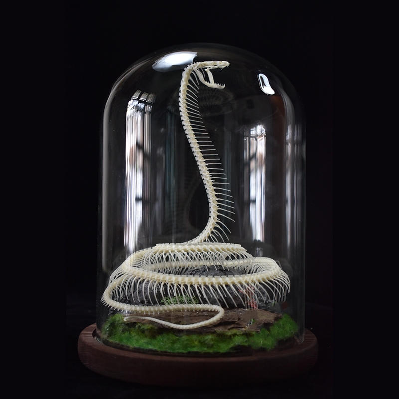 2014 Taxidermy Serpentine Skeletal Art Synthetic Landscape Display Mythical Reptile Bone Ascending Gothic Curio Cabinet Artisan Replica