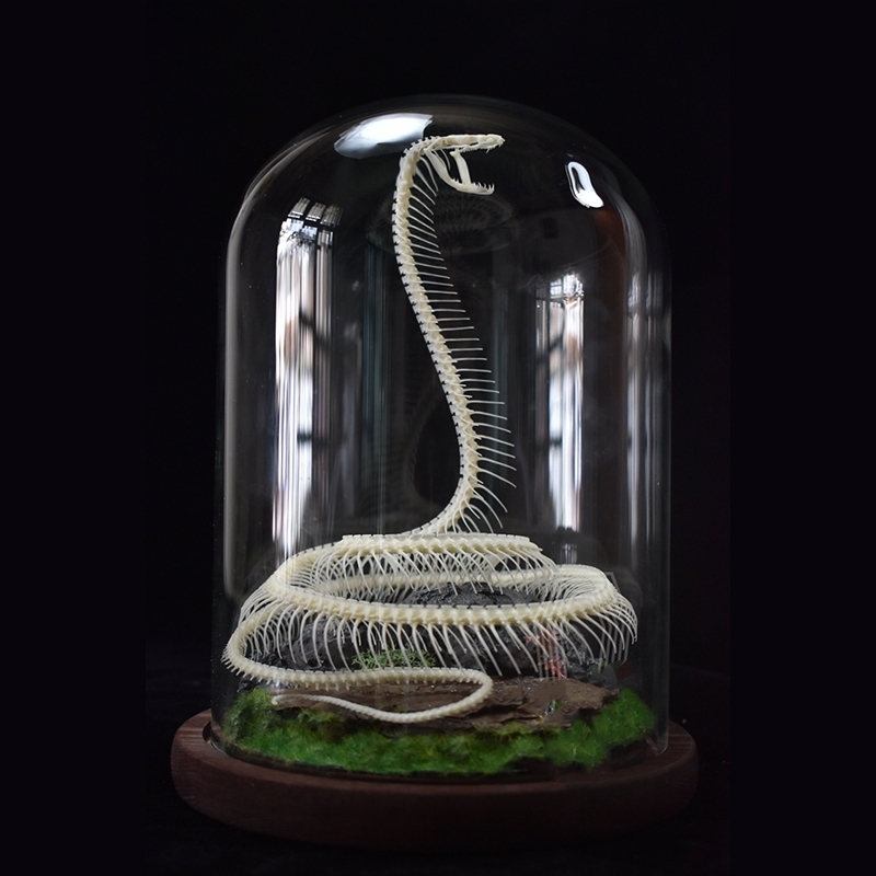 2014 Taxidermy Serpentine Skeletal Art Synthetic Landscape Display Mythical Reptile Bone Ascending Gothic Curio Cabinet Artisan Replica
