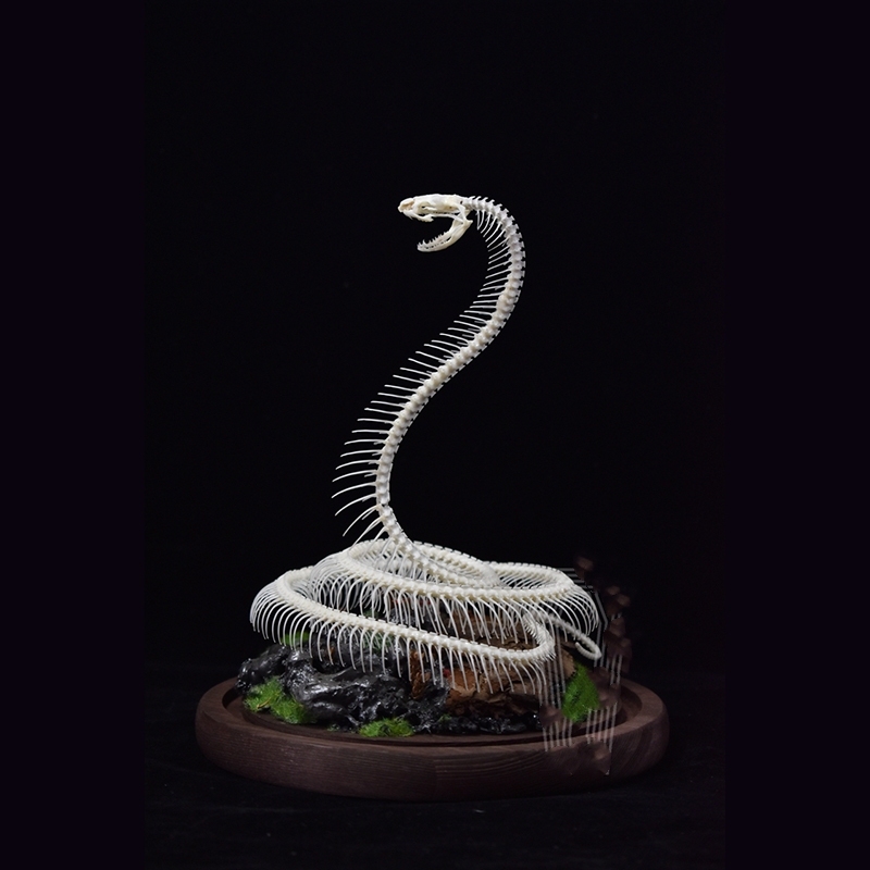 2014 Taxidermy Serpentine Skeletal Art Synthetic Landscape Display Mythical Reptile Bone Ascending Gothic Curio Cabinet Artisan Replica