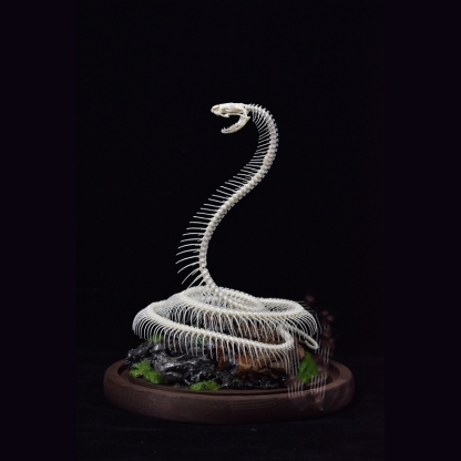 2014 Taxidermy Serpentine Skeletal Art Synthetic Landscape Display Mythical Reptile Bone Ascending Gothic Curio Cabinet Artisan Replica