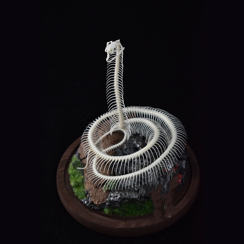 2014 Taxidermy Serpentine Skeletal Art Synthetic Landscape Display Mythical Reptile Bone Ascending Gothic Curio Cabinet Artisan Replica