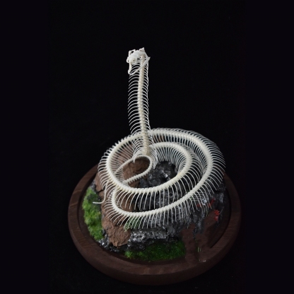 2014 Taxidermy Serpentine Skeletal Art Synthetic Landscape Display Mythical Reptile Bone Ascending Gothic Curio Cabinet Artisan Replica